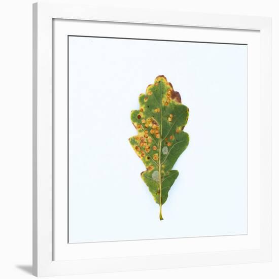 Single Oak Leaf-Clive Nolan-Framed Photographic Print