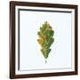 Single Oak Leaf-Clive Nolan-Framed Photographic Print