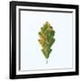 Single Oak Leaf-Clive Nolan-Framed Photographic Print