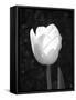 Single Open Tulip-Jeff Pica-Framed Stretched Canvas