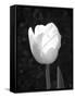 Single Open Tulip-Jeff Pica-Framed Stretched Canvas