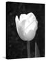 Single Open Tulip-Jeff Pica-Stretched Canvas