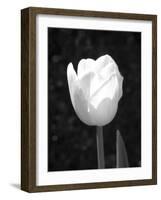 Single Open Tulip-Jeff Pica-Framed Photographic Print