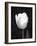 Single Open Tulip-Jeff Pica-Framed Photographic Print