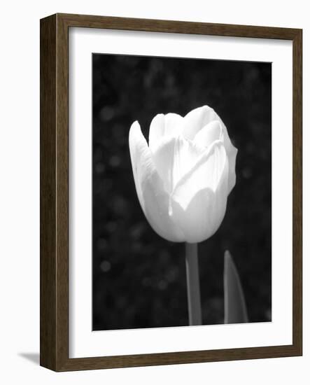 Single Open Tulip-Jeff Pica-Framed Photographic Print