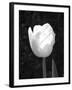 Single Open Tulip-Jeff Pica-Framed Photographic Print