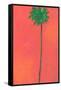 Single Palm Looking for Love-Jan Weiss-Framed Stretched Canvas