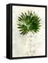 Single Palm-Chamira Young-Framed Stretched Canvas