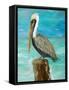 Single Pelican on Post-Julie DeRice-Framed Stretched Canvas