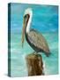Single Pelican on Post-Julie DeRice-Stretched Canvas