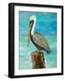 Single Pelican on Post-Julie DeRice-Framed Art Print