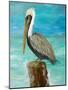 Single Pelican on Post-Julie DeRice-Mounted Art Print