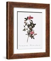 Single Pompon Rose-Pierre Joseph Redoute-Framed Giclee Print