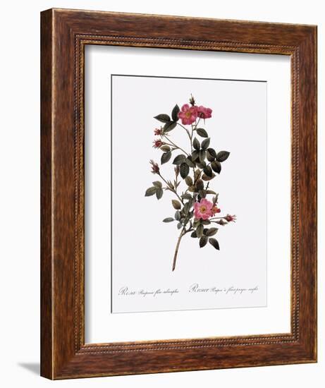 Single Pompon Rose-Pierre Joseph Redoute-Framed Giclee Print