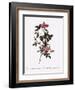 Single Pompon Rose-Pierre Joseph Redoute-Framed Giclee Print
