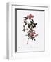 Single Pompon Rose-Pierre Joseph Redoute-Framed Giclee Print