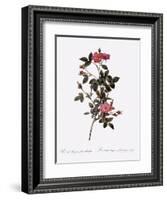 Single Pompon Rose-Pierre Joseph Redoute-Framed Giclee Print