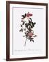 Single Pompon Rose-Pierre Joseph Redoute-Framed Giclee Print