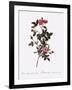 Single Pompon Rose-Pierre Joseph Redoute-Framed Giclee Print