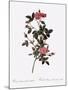 Single Pompon Rose-Pierre Joseph Redoute-Mounted Giclee Print