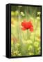 Single Poppy in a Field of Wildflowers, Val D'Orcia, Province Siena, Tuscany, Italy, Europe-Markus Lange-Framed Stretched Canvas