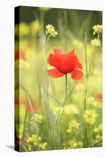 Single Poppy in a Field of Wildflowers, Val D'Orcia, Province Siena, Tuscany, Italy, Europe-Markus Lange-Stretched Canvas