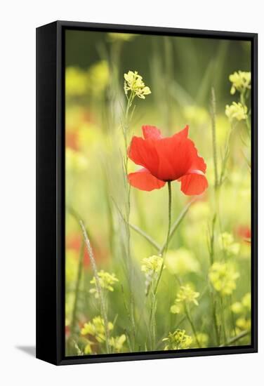 Single Poppy in a Field of Wildflowers, Val D'Orcia, Province Siena, Tuscany, Italy, Europe-Markus Lange-Framed Stretched Canvas