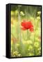 Single Poppy in a Field of Wildflowers, Val D'Orcia, Province Siena, Tuscany, Italy, Europe-Markus Lange-Framed Stretched Canvas