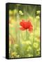 Single Poppy in a Field of Wildflowers, Val D'Orcia, Province Siena, Tuscany, Italy, Europe-Markus Lange-Framed Stretched Canvas