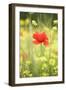 Single Poppy in a Field of Wildflowers, Val D'Orcia, Province Siena, Tuscany, Italy, Europe-Markus Lange-Framed Premium Photographic Print