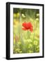 Single Poppy in a Field of Wildflowers, Val D'Orcia, Province Siena, Tuscany, Italy, Europe-Markus Lange-Framed Premium Photographic Print