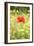 Single Poppy in a Field of Wildflowers, Val D'Orcia, Province Siena, Tuscany, Italy, Europe-Markus Lange-Framed Photographic Print