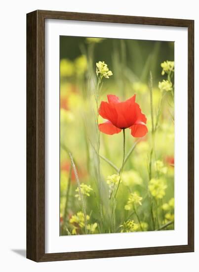 Single Poppy in a Field of Wildflowers, Val D'Orcia, Province Siena, Tuscany, Italy, Europe-Markus Lange-Framed Photographic Print