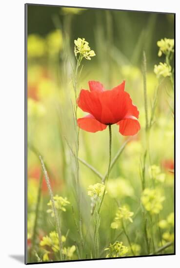 Single Poppy in a Field of Wildflowers, Val D'Orcia, Province Siena, Tuscany, Italy, Europe-Markus Lange-Mounted Photographic Print