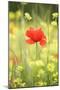 Single Poppy in a Field of Wildflowers, Val D'Orcia, Province Siena, Tuscany, Italy, Europe-Markus Lange-Mounted Photographic Print