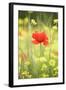 Single Poppy in a Field of Wildflowers, Val D'Orcia, Province Siena, Tuscany, Italy, Europe-Markus Lange-Framed Photographic Print