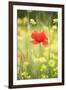 Single Poppy in a Field of Wildflowers, Val D'Orcia, Province Siena, Tuscany, Italy, Europe-Markus Lange-Framed Photographic Print