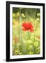 Single Poppy in a Field of Wildflowers, Val D'Orcia, Province Siena, Tuscany, Italy, Europe-Markus Lange-Framed Photographic Print