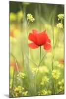 Single Poppy in a Field of Wildflowers, Val D'Orcia, Province Siena, Tuscany, Italy, Europe-Markus Lange-Mounted Photographic Print