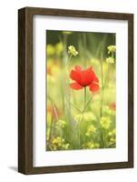 Single Poppy in a Field of Wildflowers, Val D'Orcia, Province Siena, Tuscany, Italy, Europe-Markus Lange-Framed Photographic Print