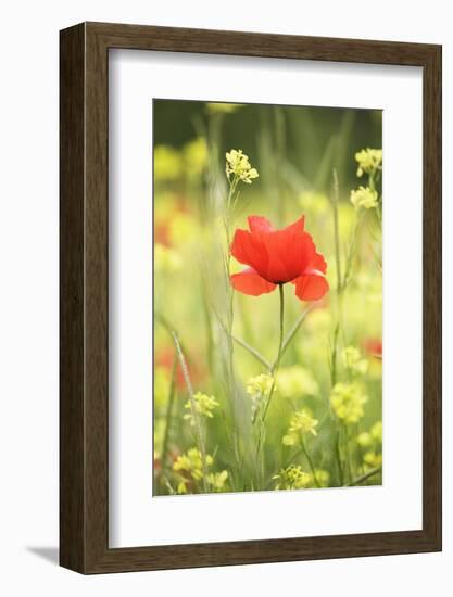 Single Poppy in a Field of Wildflowers, Val D'Orcia, Province Siena, Tuscany, Italy, Europe-Markus Lange-Framed Photographic Print