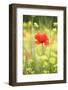 Single Poppy in a Field of Wildflowers, Val D'Orcia, Province Siena, Tuscany, Italy, Europe-Markus Lange-Framed Photographic Print