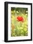 Single Poppy in a Field of Wildflowers, Val D'Orcia, Province Siena, Tuscany, Italy, Europe-Markus Lange-Framed Photographic Print