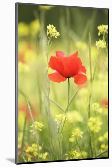 Single Poppy in a Field of Wildflowers, Val D'Orcia, Province Siena, Tuscany, Italy, Europe-Markus Lange-Mounted Photographic Print