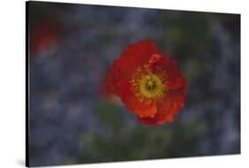 single poppy seed blossom bright red,-Nadja Jacke-Stretched Canvas