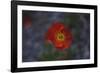 single poppy seed blossom bright red,-Nadja Jacke-Framed Photographic Print