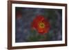 single poppy seed blossom bright red,-Nadja Jacke-Framed Photographic Print