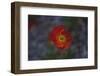 single poppy seed blossom bright red,-Nadja Jacke-Framed Photographic Print