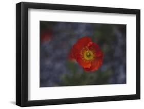 single poppy seed blossom bright red,-Nadja Jacke-Framed Photographic Print