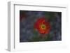 single poppy seed blossom bright red,-Nadja Jacke-Framed Photographic Print